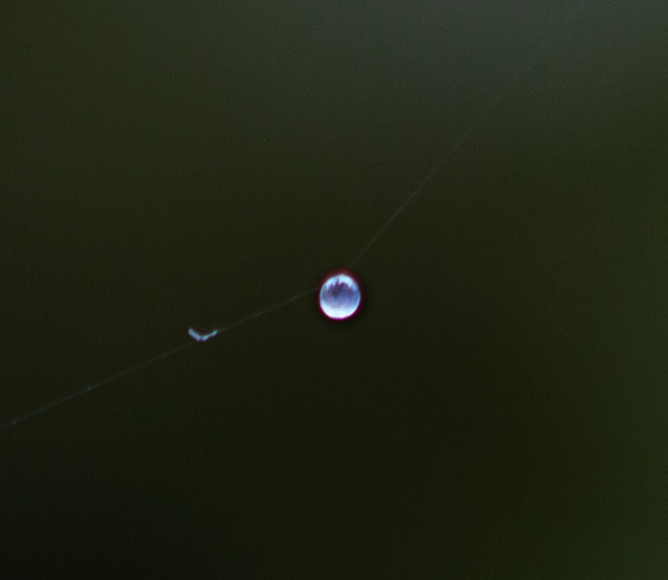 Drop of water in the spider thread � by Bernhard H�usler, Germany